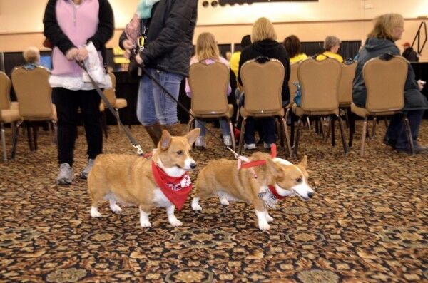 Pet Fest dogs